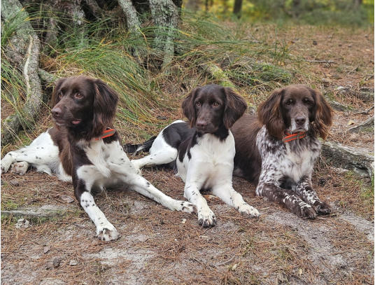 Bali, Freya, Xira